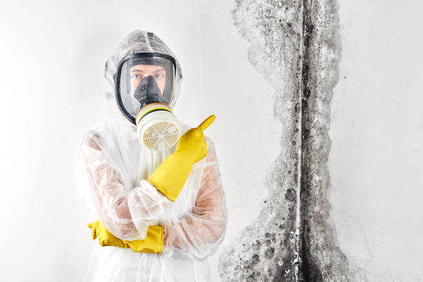 Professional Mold Removal in Longview Heights, WA