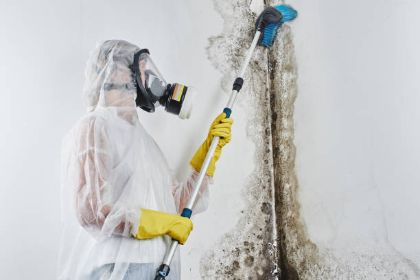 Why You Should Choose Our Mold Remediation Services in Longview Heights, WA